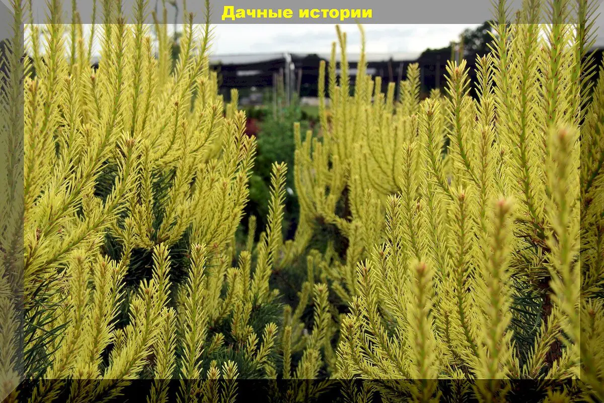 Spygliuočiai žiemos išvakarėse: kurie spygliuočiai ypač dekoratyvūs, kaip tinkamai juos prižiūrėti ir paruošti žiemai