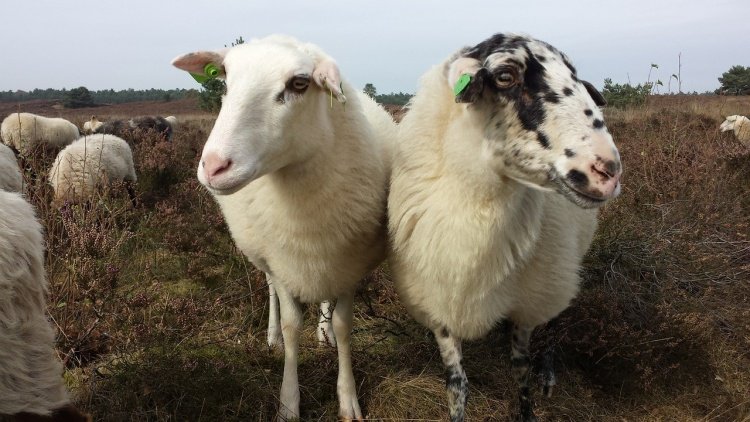 avių atrankos kriterijai
