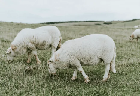 Avių veislės mėsai gaminti