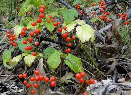 pakalnutės rudens uogos