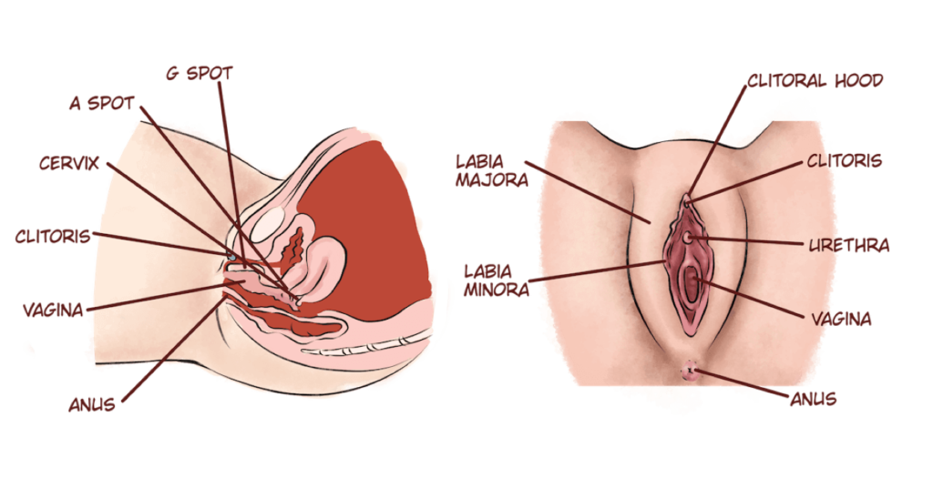 Know how to finger a woman by knowing the anatomy of a vagina