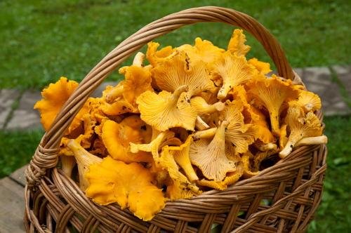 Kaip džiovinti voveraites