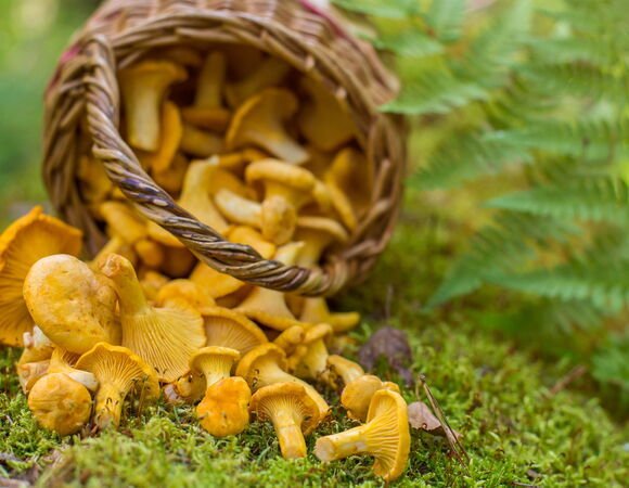 Kaip tinkamai užšaldyti voveraites žiemai ir ką iš jų virti Kaip tinkamai užšaldyti voveraites žiemai ir ką iš jų virti