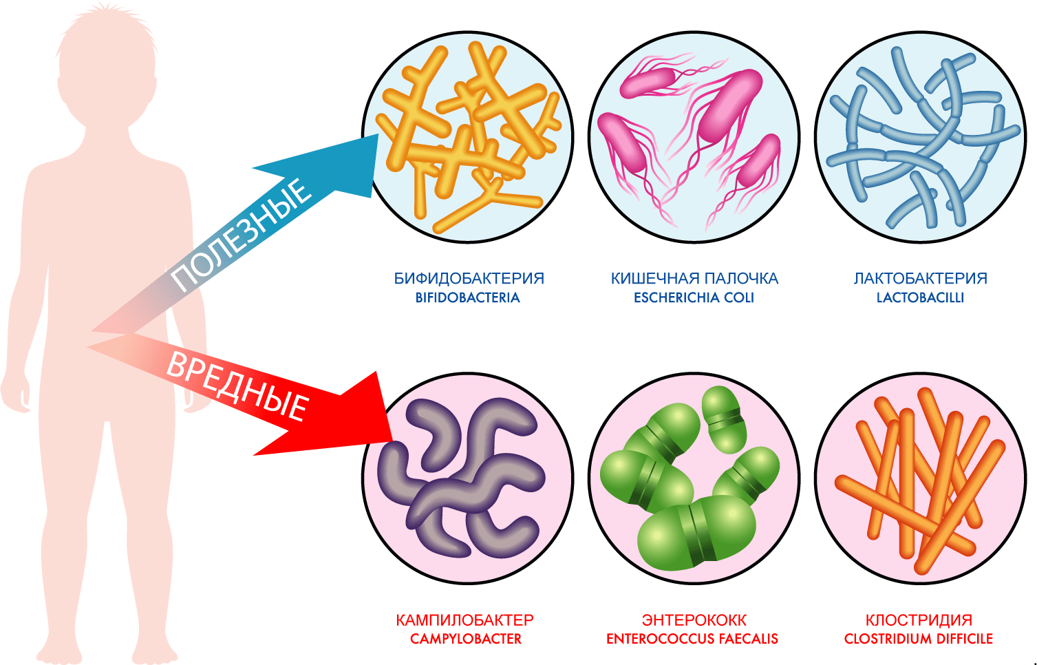 все о пробиотиках все о пробиотиках