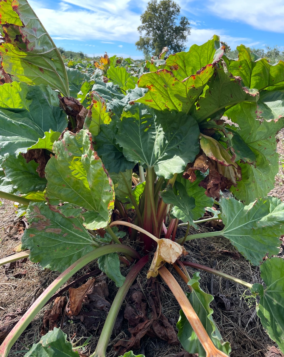 a large green plant