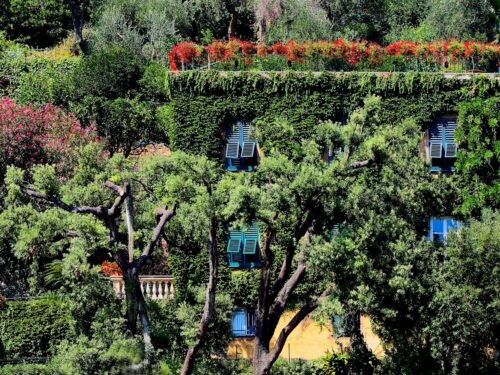 assorted-colors of flowers in bloom on top of house