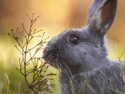 brown rabbit on green grass during daytime