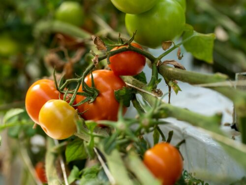 a bunch of tomatoes growing on a vine