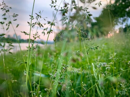 green grass field during daytime