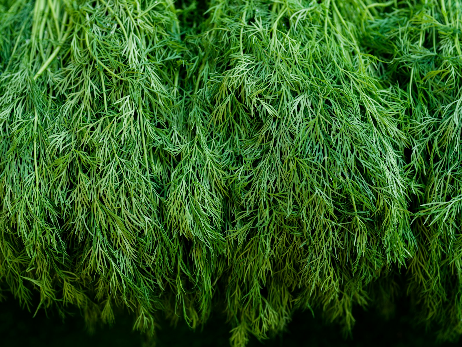 a close up of a bunch of green grass