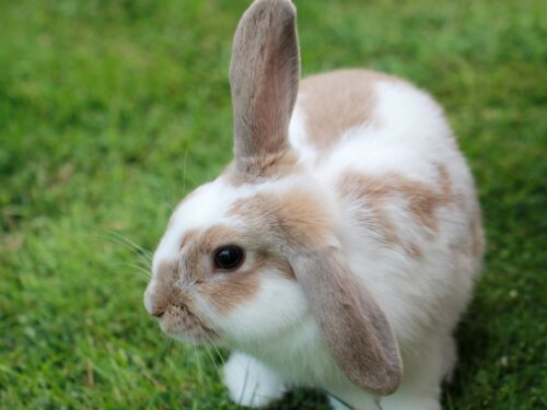 white and brown rabbit