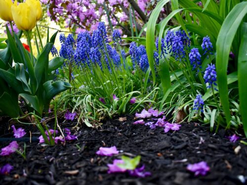 a garden filled with lots of purple and yellow flowers