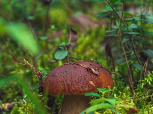 A brown mushroom sitting on top of a lush green field