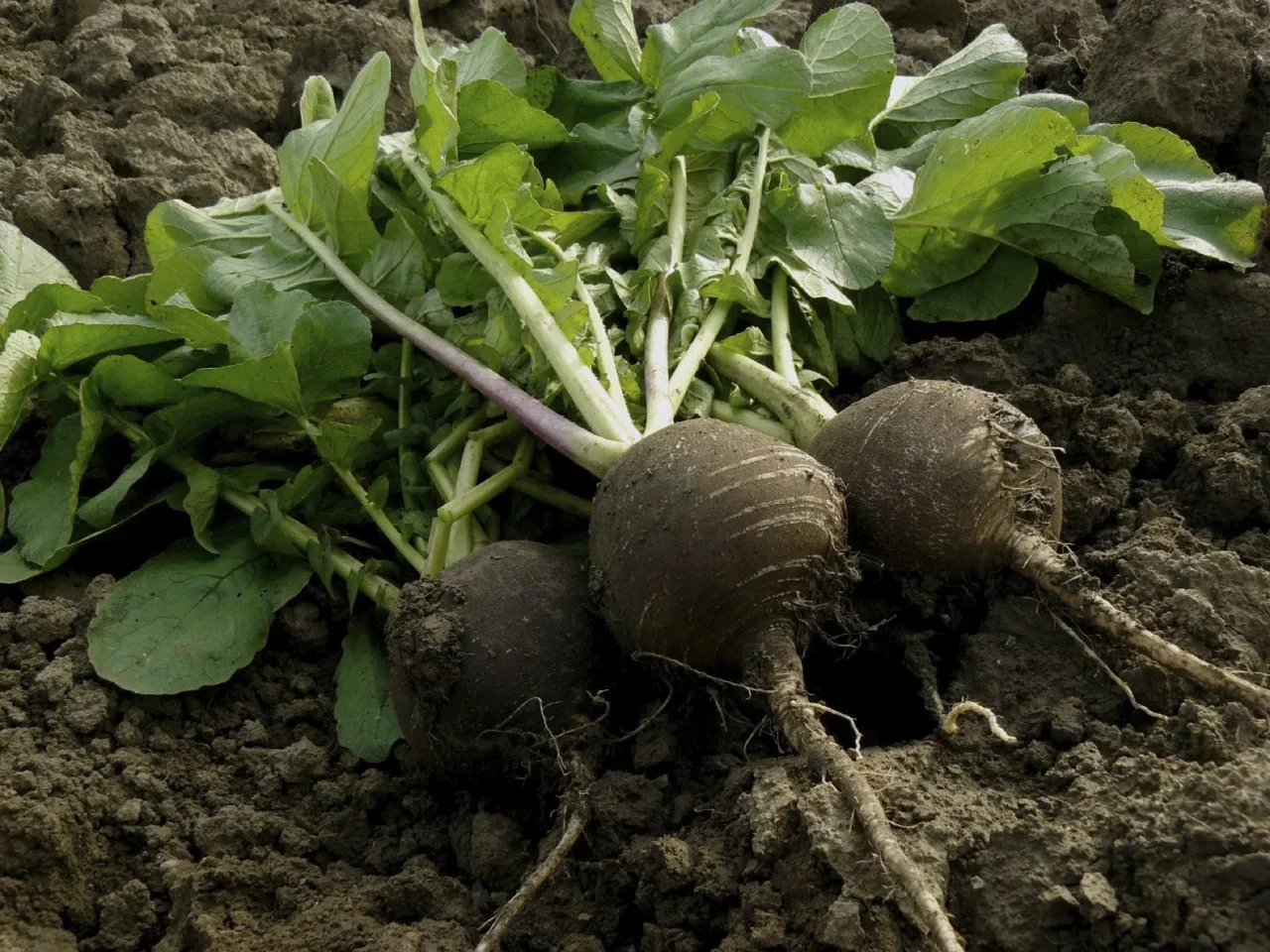 Šių augalų nauda yra didžiulė. Augalai jūsų sode, apie kurių naudą nė neįsivaizdavote