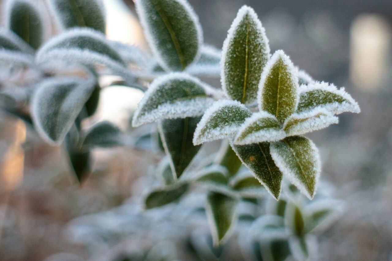 a close up of a plant with frost on it