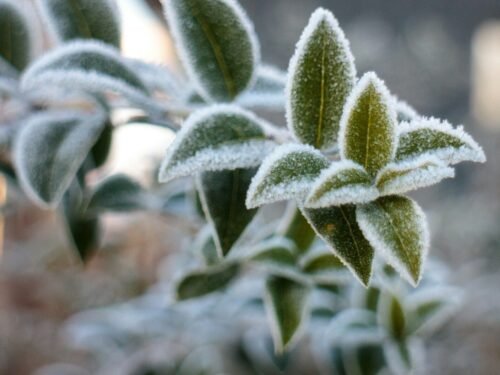a close up of a plant with frost on it