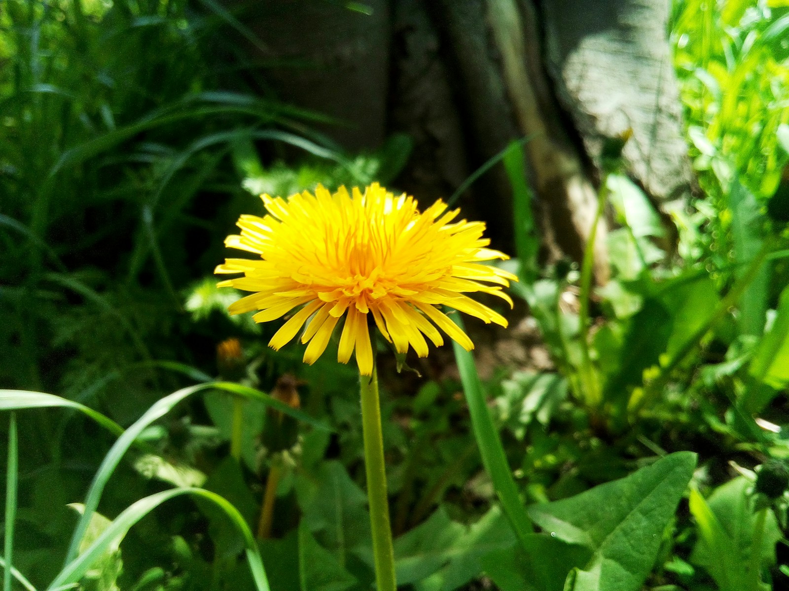 a dandelion in the middle of a grassy area