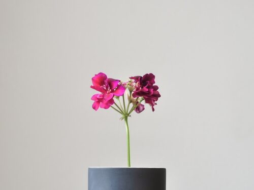 purple-petaled flower in gray vase