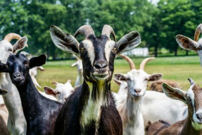 herd of goats on green grass field during daytime