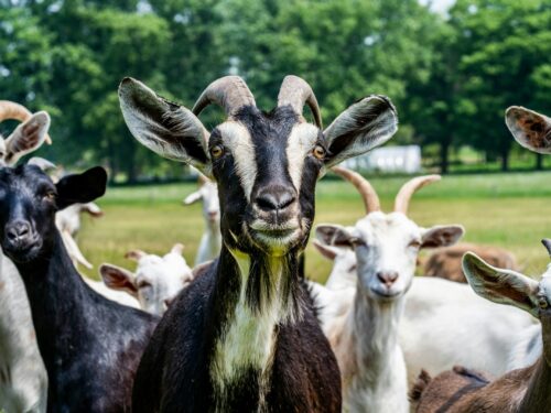 herd of goats on green grass field during daytime