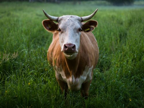 brown and white cattle standing at open field