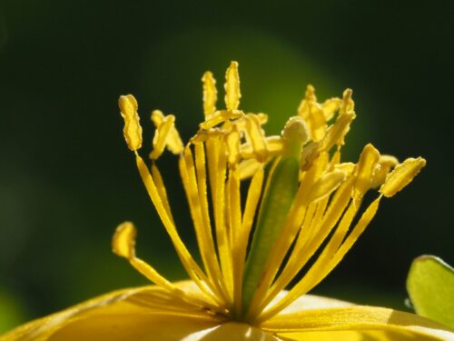 a close up of a yellow flower with a blurry background