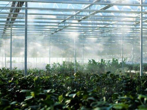 a greenhouse filled with lots of green plants