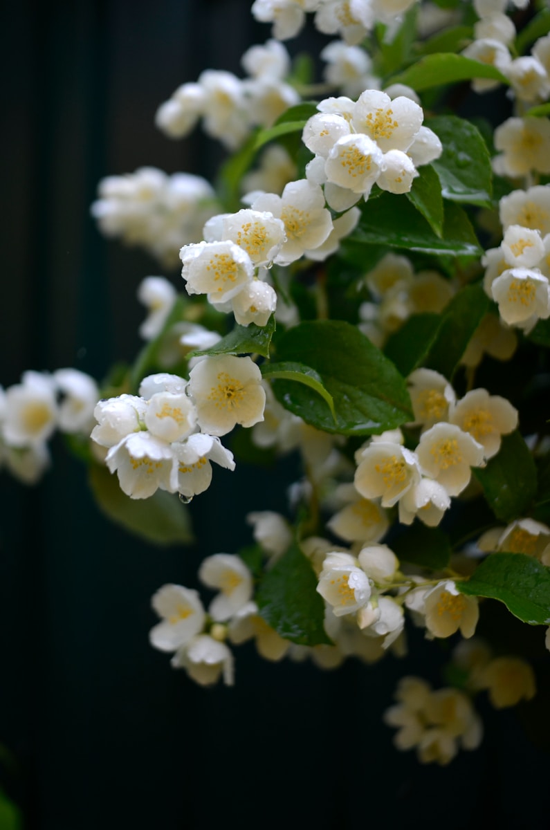 a bunch of white flowers with green leaves