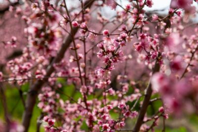 a close up of a tree with pink flowers