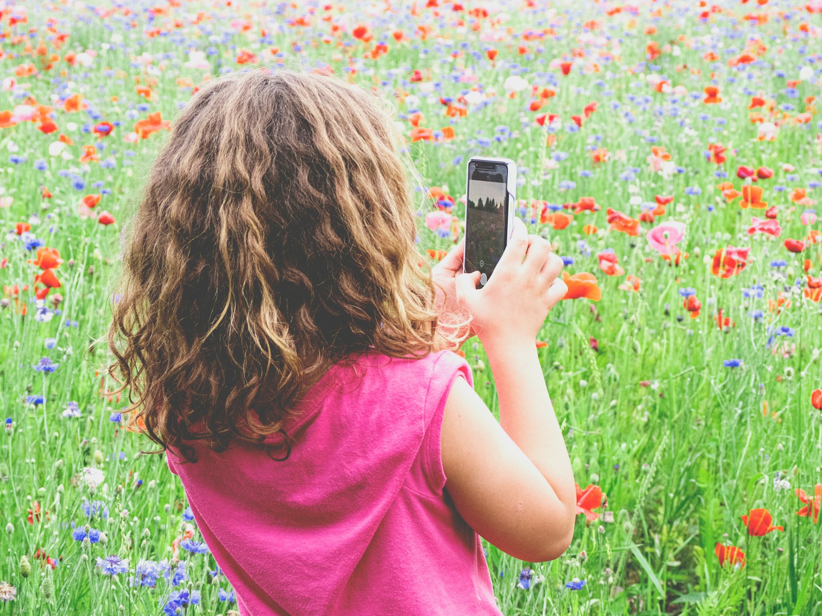 girl in pink shirt taking photo of pink flowers