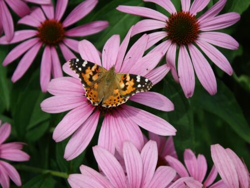 black orange and white butterfly on pink flower