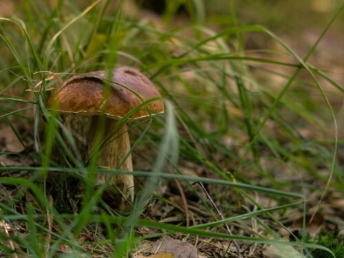 brown mushroom on green grass during daytime