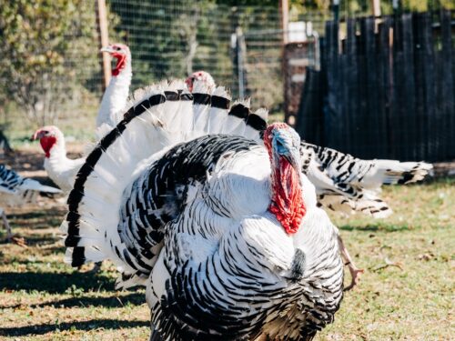 a group of chickens in a fenced in area