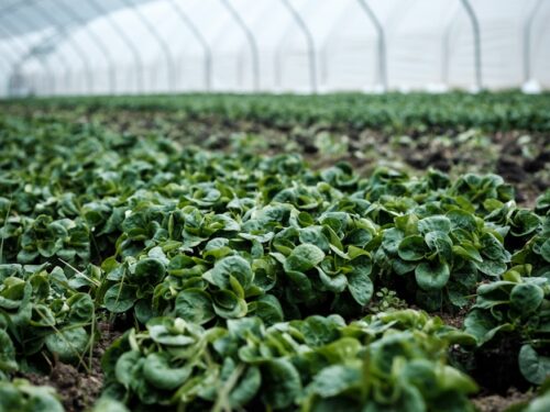 closeup photography of green plant inside green house