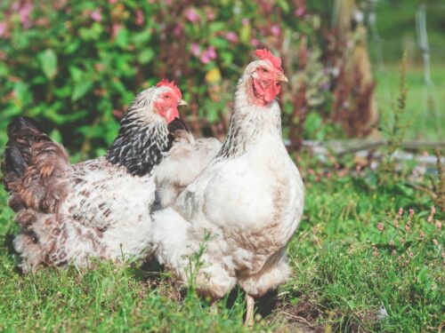 shallow focus photography of two white hens