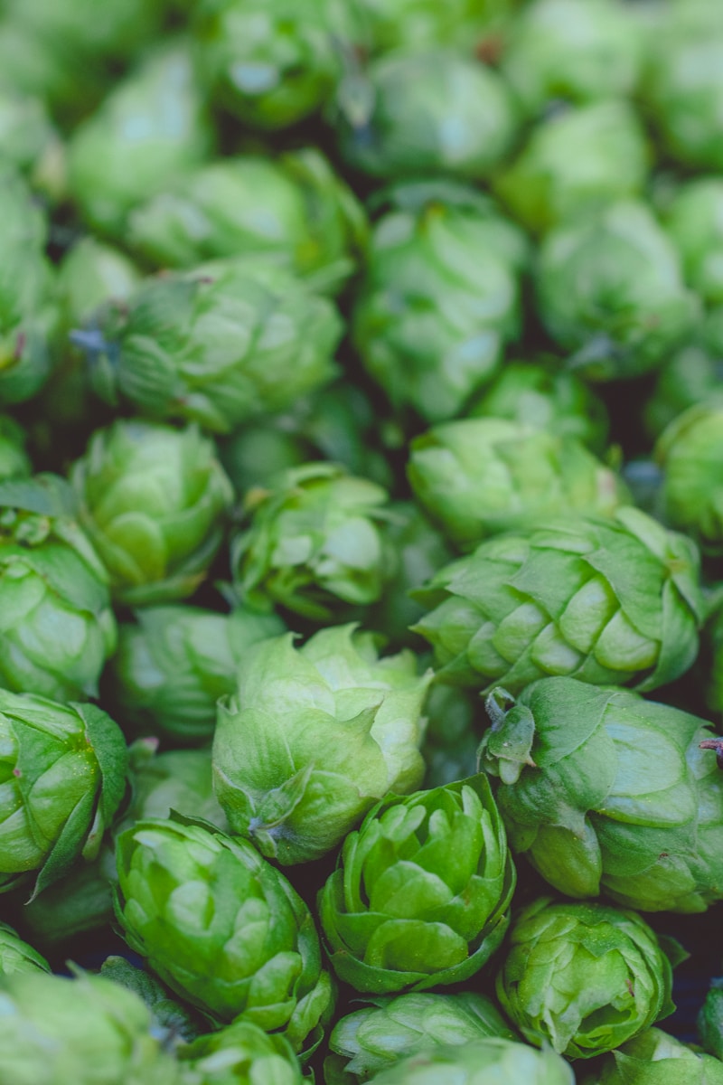 green leaves in macro lens