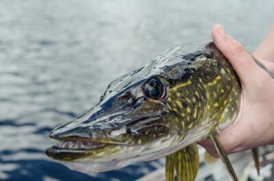 green and gray spotted fish