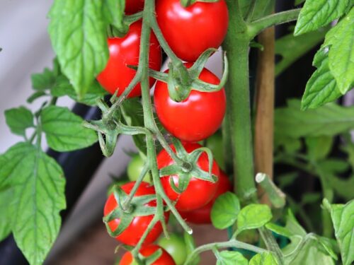 a group of tomatoes growing on a plant