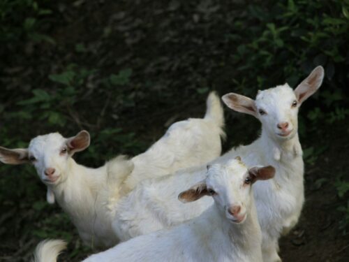 three white goat standing between green grass