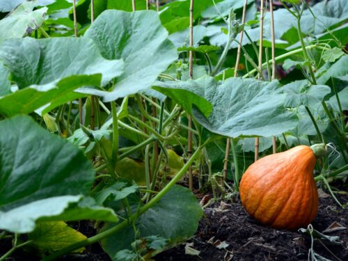 orange pumpkin