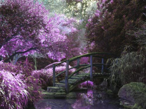 brown wooden footbridge surrounded by pink petaled flowers with creek underneath during daytime