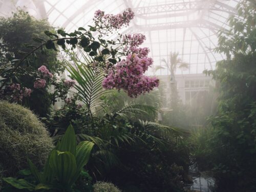 pink flower plant with mists surrounded by green plants