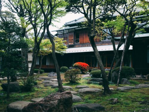 green-leafed tree near house