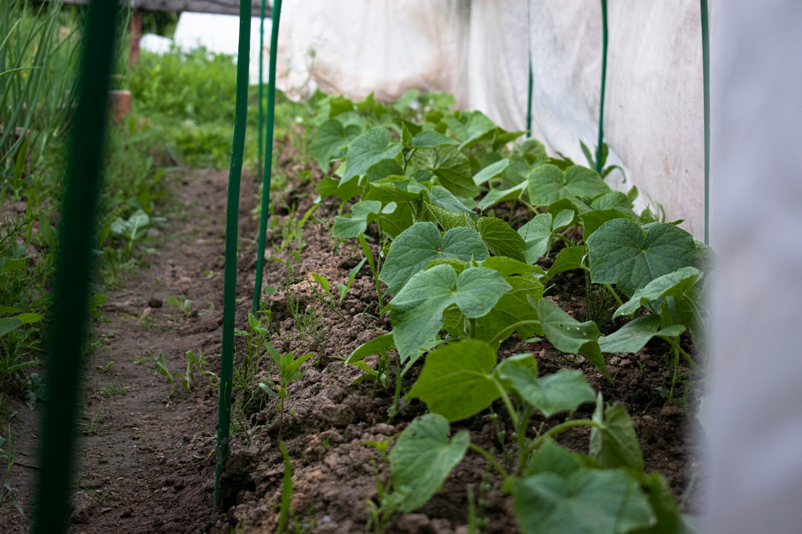 a garden with plants