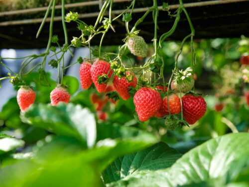 strawberries in shallow focus