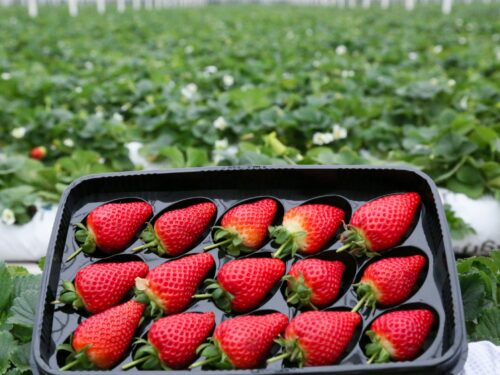 strawberries in black plastic container