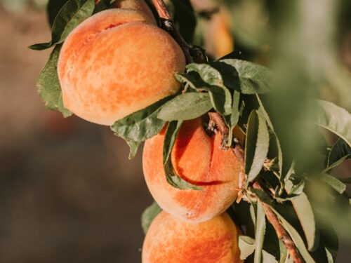 orange peach fruits