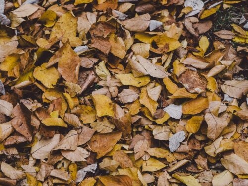 autumn leaf covered ground