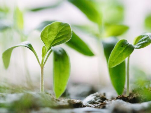 green plants on soil