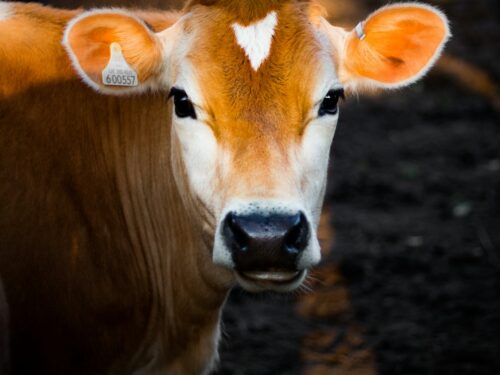 selective focus photography of brown cow